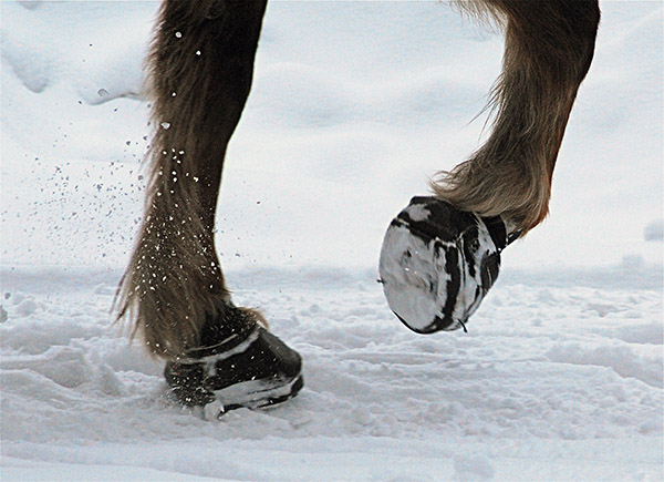 winter horse boots