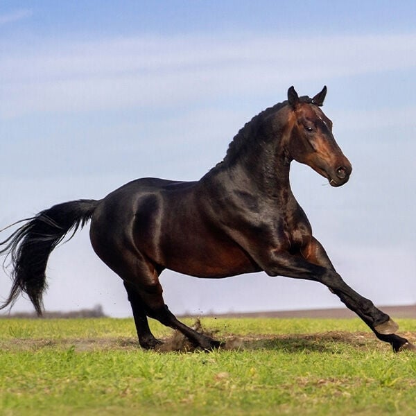 Multiplasan: A Whole-Horse Approach to Equine Wellness