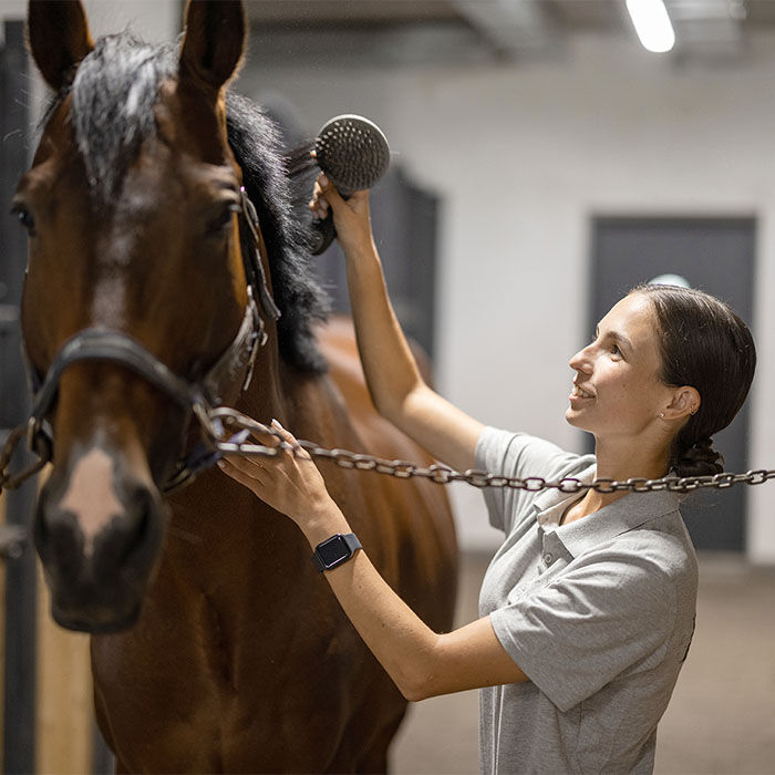 First Time Horse Ownership: The Picture of Health for Your Horse