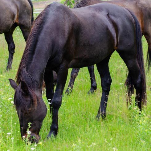 Linda's Mare Kia grazing Linda's Mare Kia grazing
