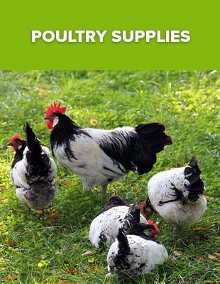 Poultry Supplies