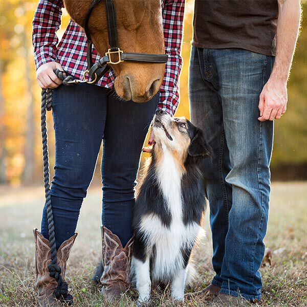 Horse and Pet Insurance Horse and Pet Insurance