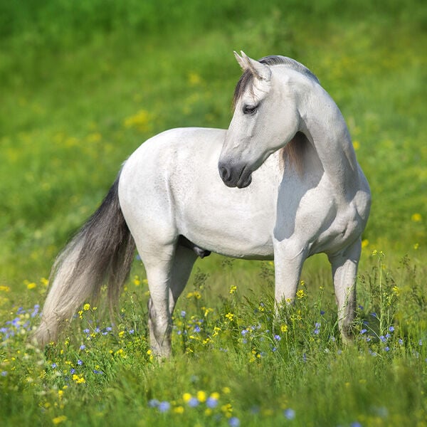Dealing with Spring Allergies in Horses