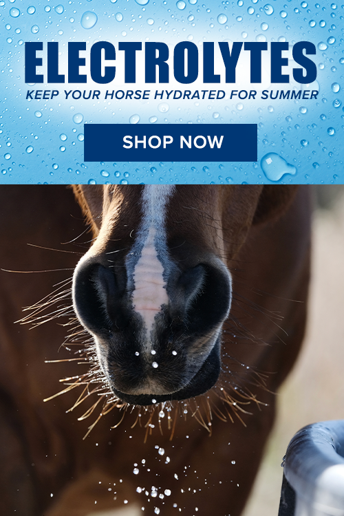 Electrolytes: Keep Your Horse Hydrated for Summer