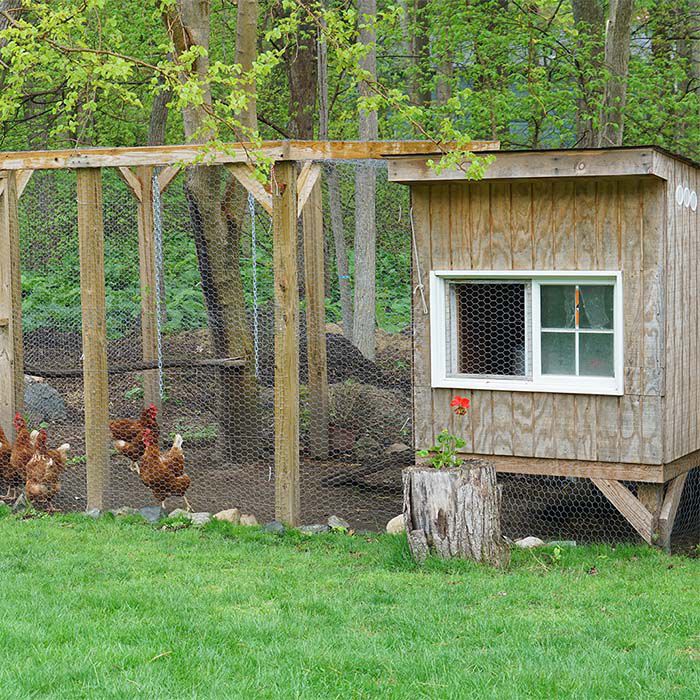 Chicken coop Chicken coop