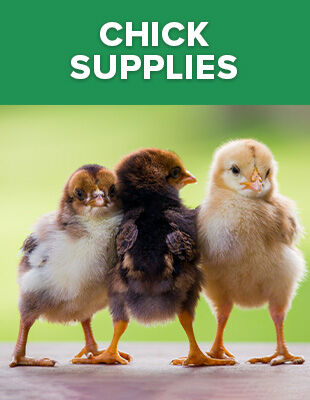 Chick Supplies