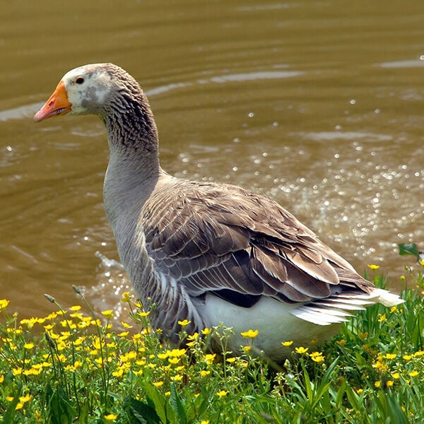 Endangered Goose Breeds Worth Saving