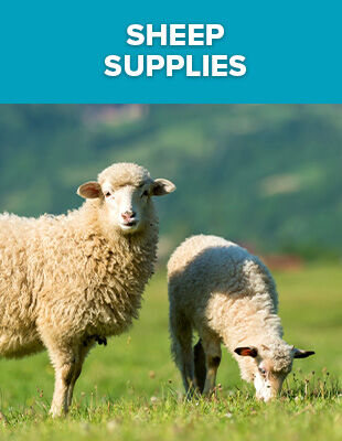 Sheep Supplies