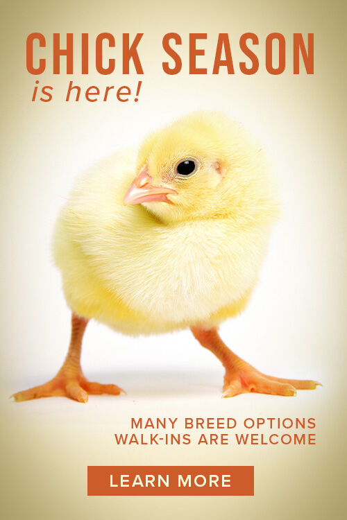 Chick Season 2023