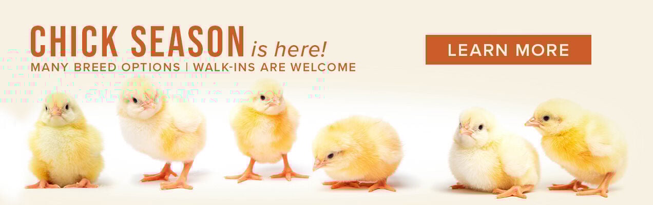 Chick Season is Here! Many Breed Options. Walk-Ins are Welcome. Learn More.