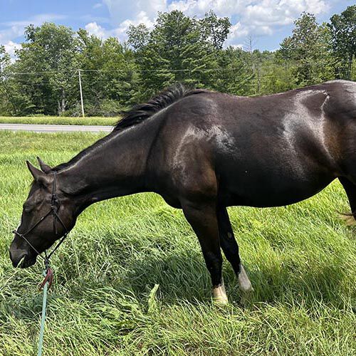 100X Equine 100X Equine