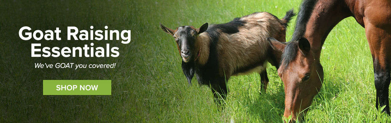 Goats
