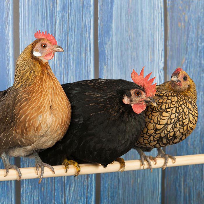 Row of bantam chickens Row of bantam chickens