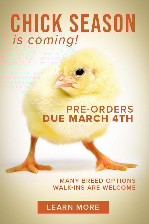 Chick Season is Coming! Pre-Orders due March 4th. Many Breed Options. Walk-Ins are Welcome. Learn More.