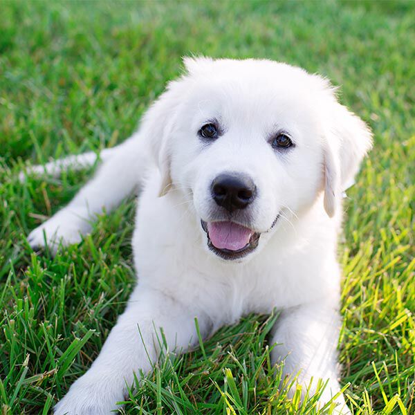 Puppies Puppies