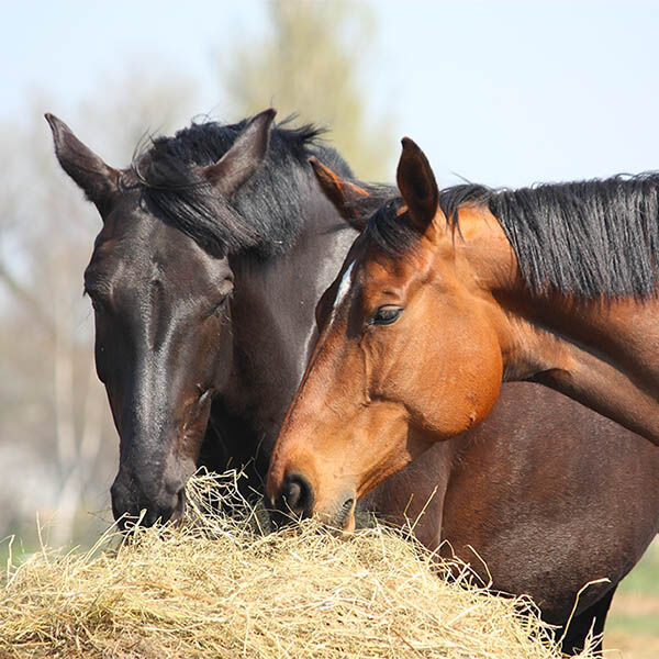Hay Buying Guide Hay Buying Guide