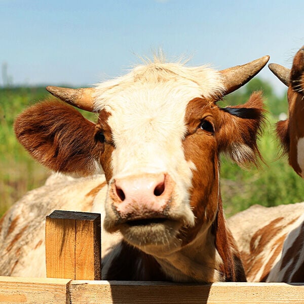 How to Keep Cows Healthy: A Complete Guide