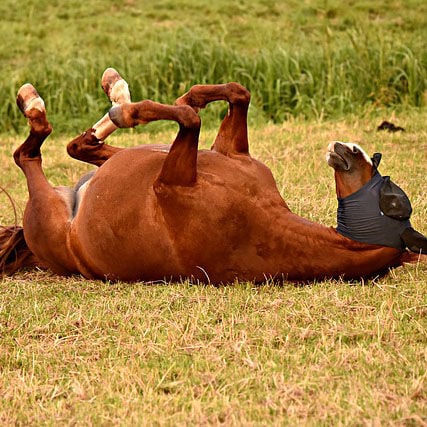 Basic Fly Control