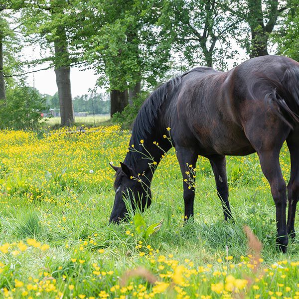 Learn about plants toxic to horses in the Northeast