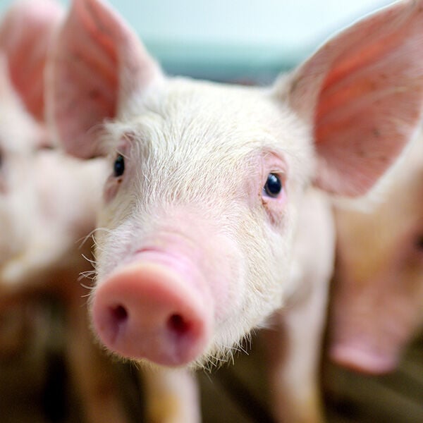 Getting Started with Pigs: A Beginner&rsquo;s Guide