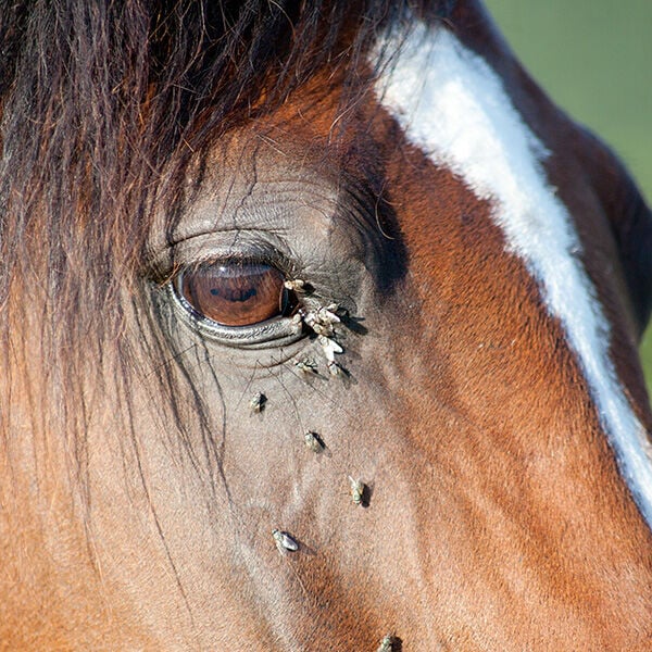 A Guide to Fly-Borne Diseases and Prevention Blog Post