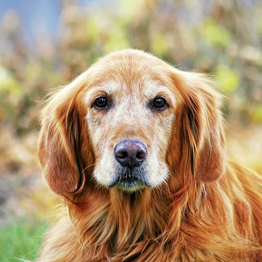 Senior Dogs Senior Dogs