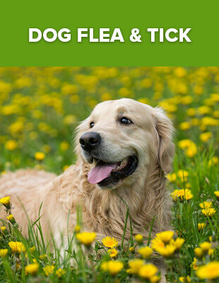 Shop Dog Flea & Tick