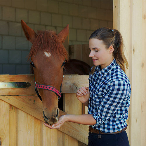 Horse Treats Horse Treats