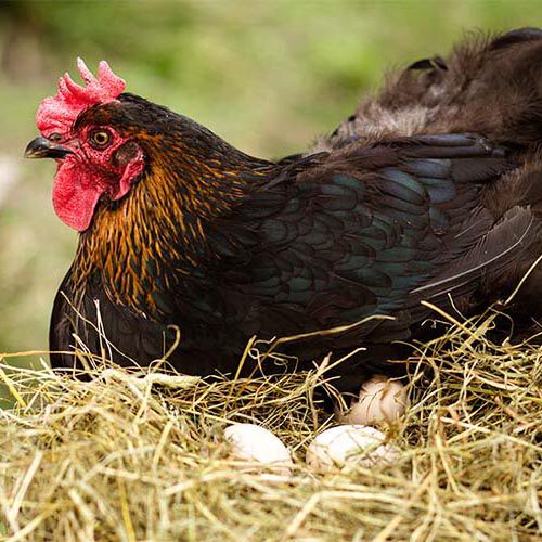 Hen laying eggs Hen laying eggs