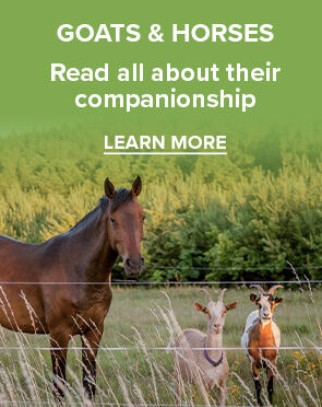Goats & Horses: Read all about their companionship