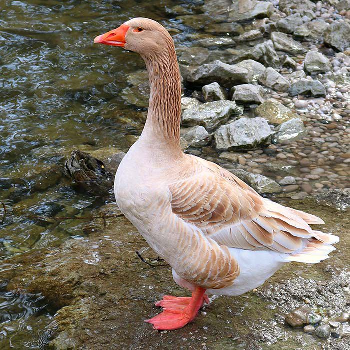 American Buff Goose