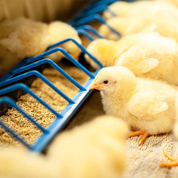Choosing Chick Feed