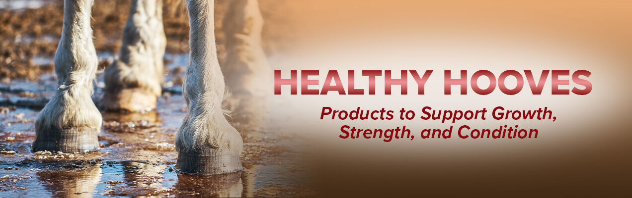 Healthy hooves for all equines