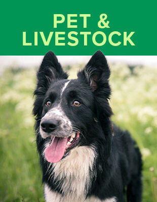 Pet and Livestock