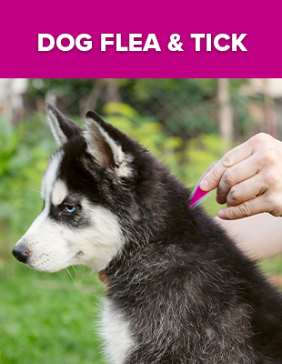 Dog Flea & Tick