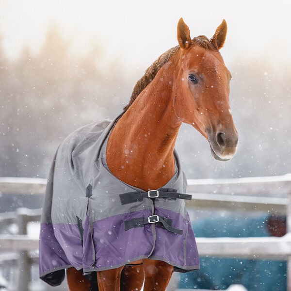 Managing Ice in Paddocks: Keeping Horses Safe in Winter