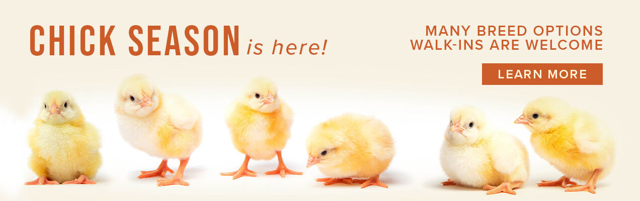 Chick Season 2023