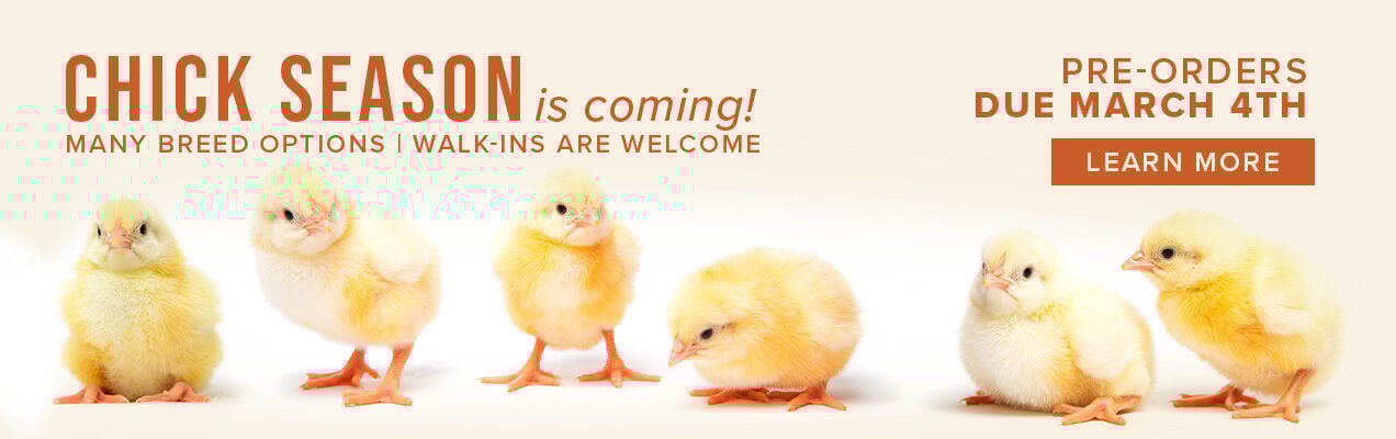 Chick Season is Coming! Pre-Orders due March 4th. Many Breed Options. Walk-Ins are Welcome. Learn More.