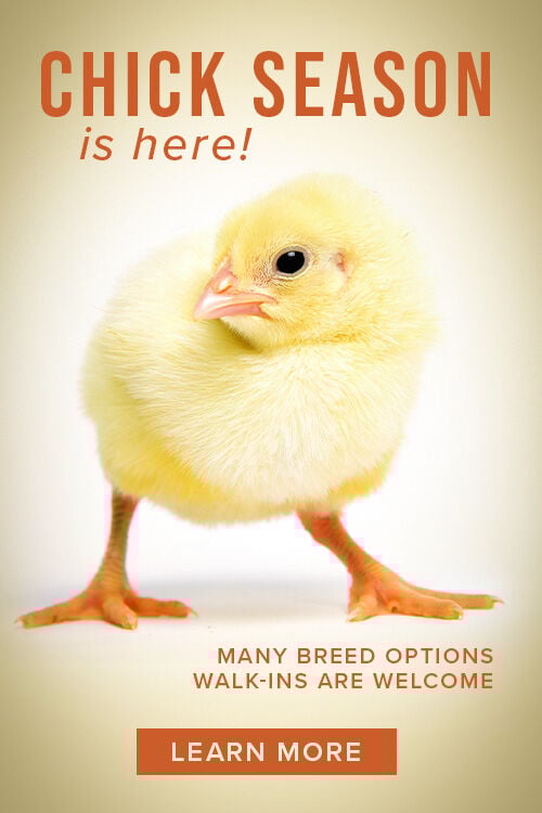Chick Season is Here! Many Breed Options. Walk-Ins are Welcome. Learn More.