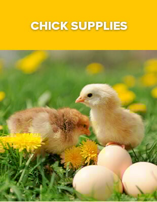Chick Supplies