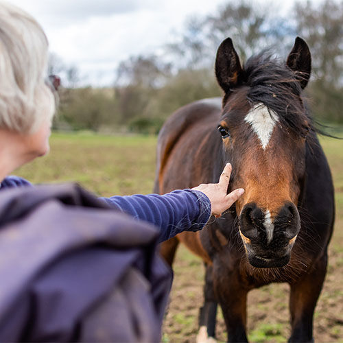 New Horse Owners 1: Questions to Ask