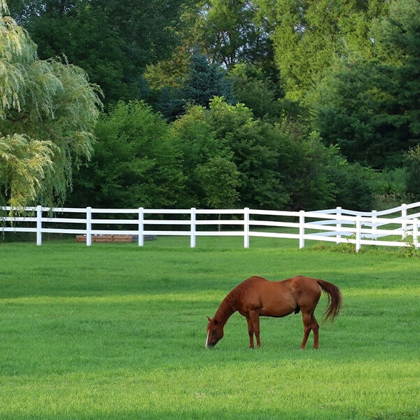 Spring Turnout Inspections for Equestrians