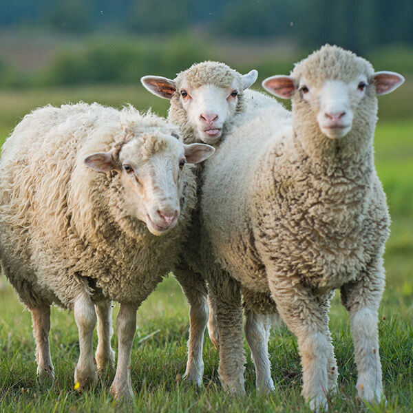 Guide to Common Sheep Ailments