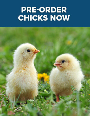 Chick Pre-order Form