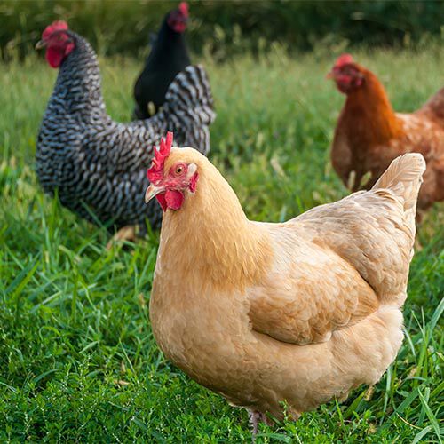 Free range chickens Free range chickens