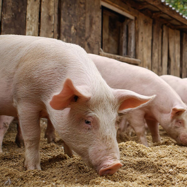 Basic Pig Nutrition: What Every Pig Owner Should Know