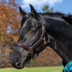 Shires Avignon Padded Leather Halter