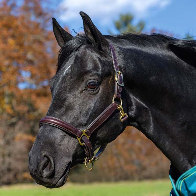 Shires Avignon Padded Leather Halter image number null