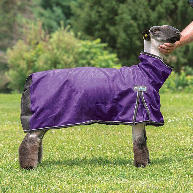 Weaver Livestock ProCool Sheep Blanket with Reflective Piping image number null