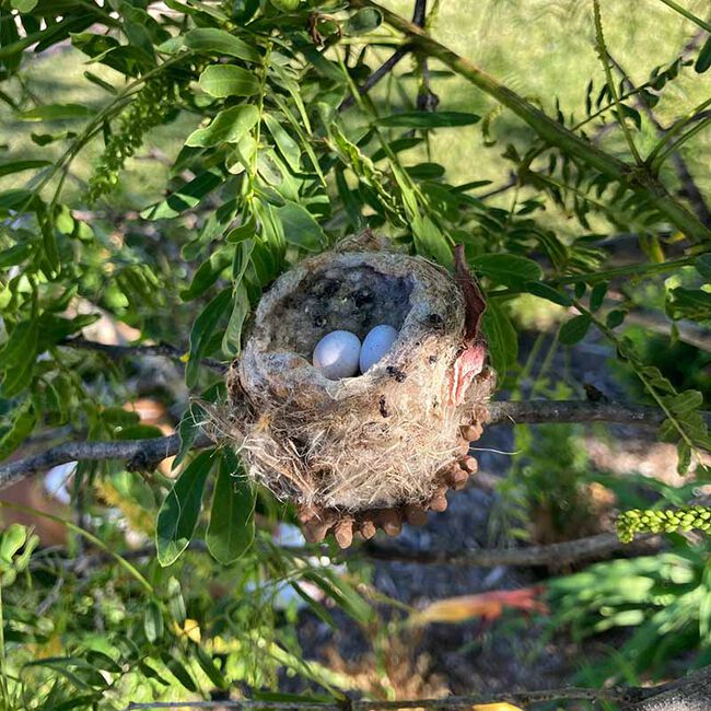 Quackups Hummingbird Nesting Pods - 2-Pack image number null
